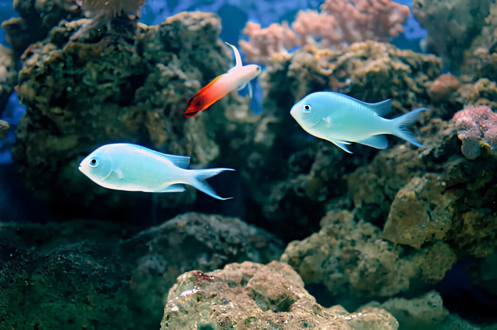 Blue Chromis reef fish swimming among colorful coral in vibrant turquoise underwater scene wallpaper