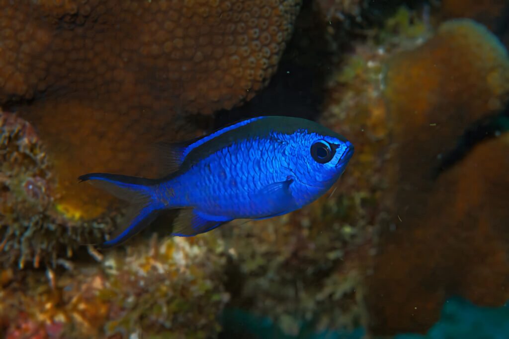 Vibrant blue chromis reef fish swimming over colorful coral reef in detailed underwater scene wallpaper