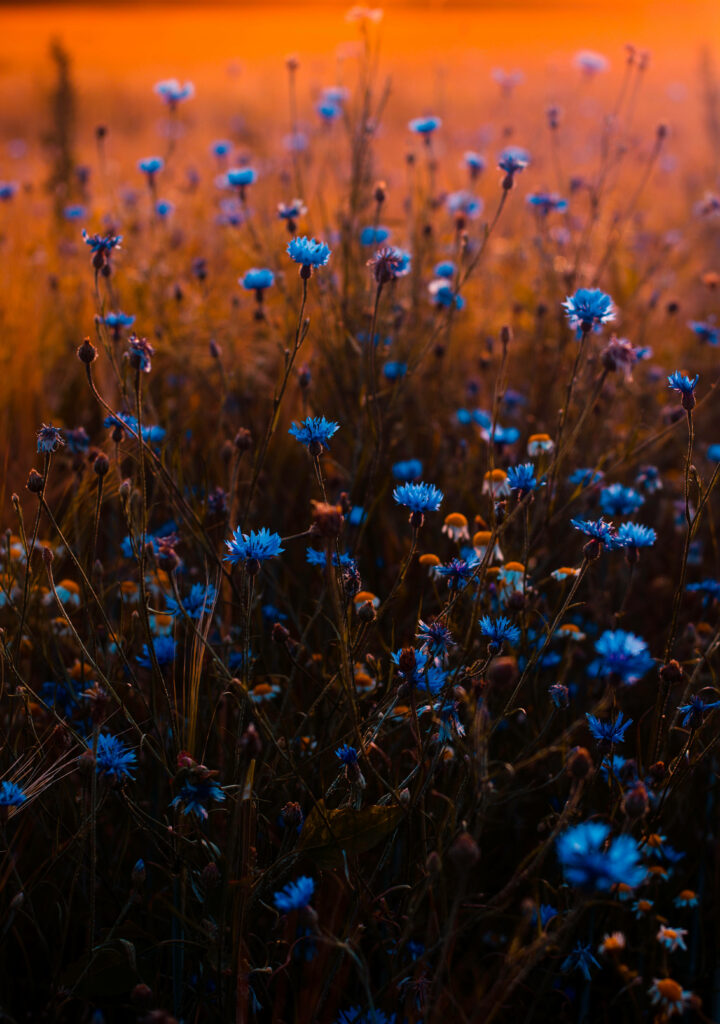 Vibrant Blue Cornflower Wallpaper in Golden Light - 4K Background