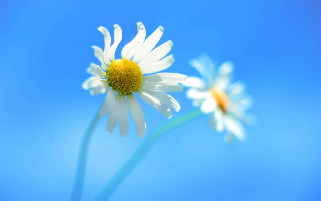 Fresh Blue Wallpaper: Daisies Under Clear Sky - Simplicity & Vibrance