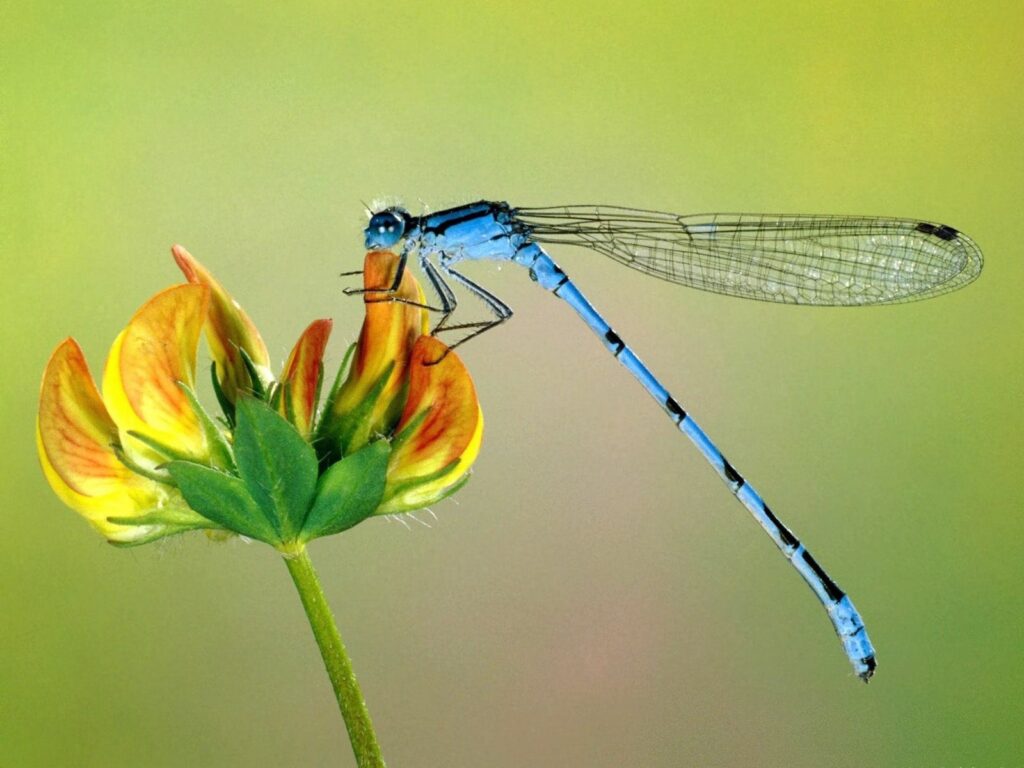 Vibrant Wallpaper: Blue Damselfly on Colorful Flower Background