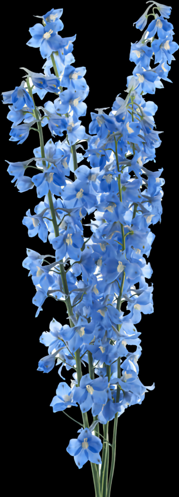 Vibrant Blue Delphiniums Wallpaper on Black Background