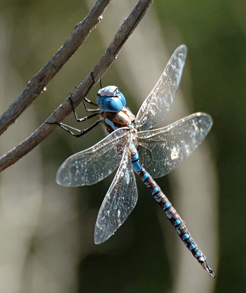 Vibrant Blue Dragonfly Wallpaper: Close-Up Nature Background