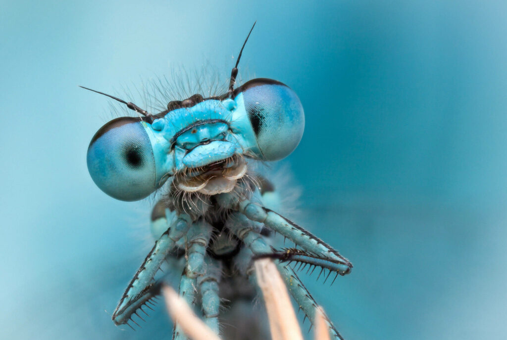 Stunning Macro Blue Dragonfly Wallpaper with Vibrant Details