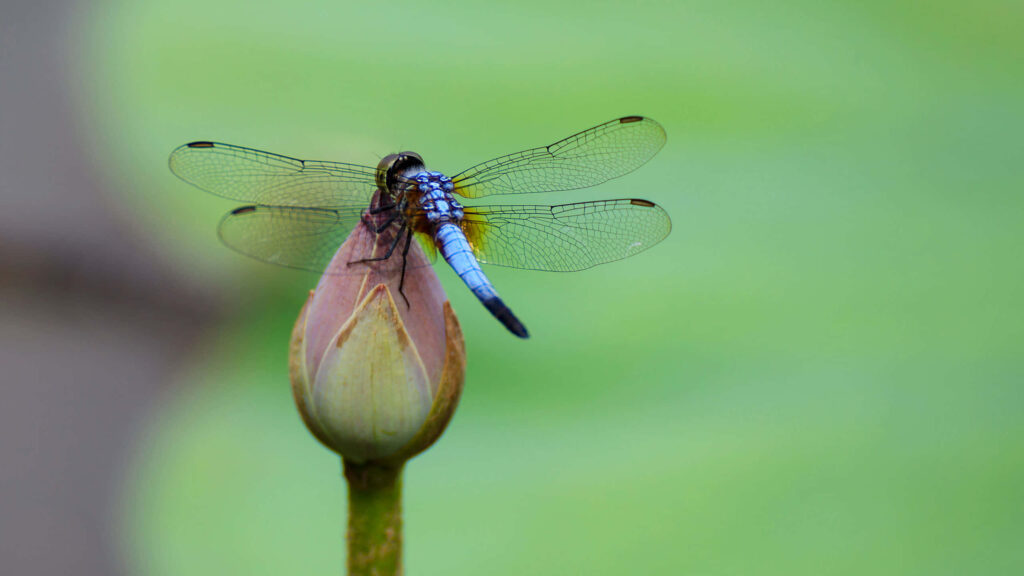 Vibrant Blue Dragonfly Wallpaper: Serene Nature Background