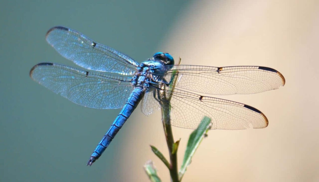 Vibrant Blue Dragonfly Wallpaper on Green Leaf - Intricate Design