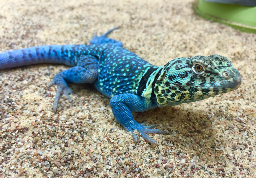 Vibrant Eastern Collared Lizard in Serene Desert Landscape Wallpaper