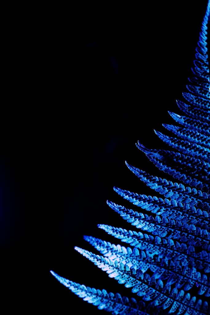 Vibrant Blue Fern Leaf Macro: Stunning Wallpaper Background