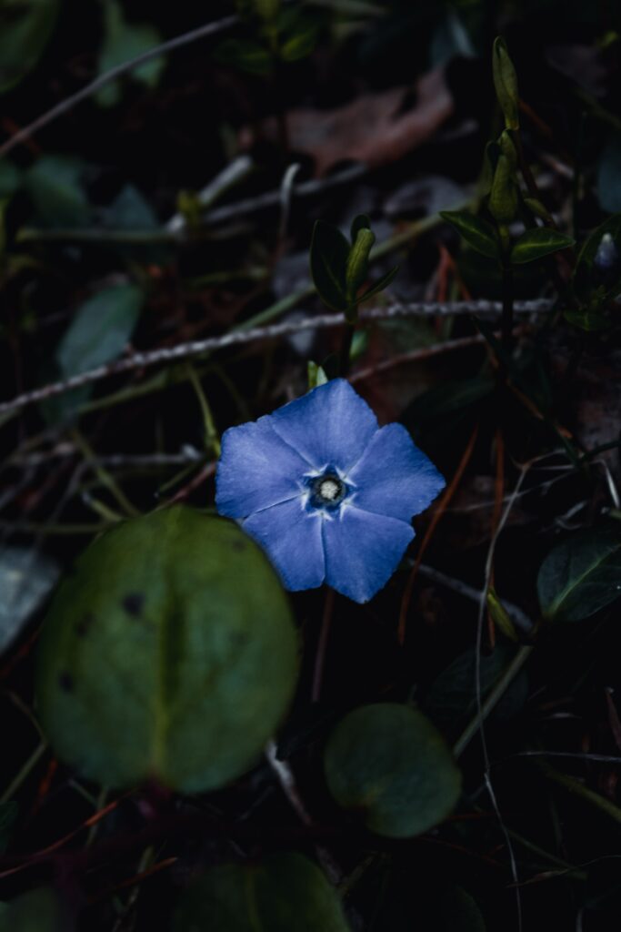 Close-Up of Vibrant Blue Flower Amid Green Leaves - Dark Wallpaper