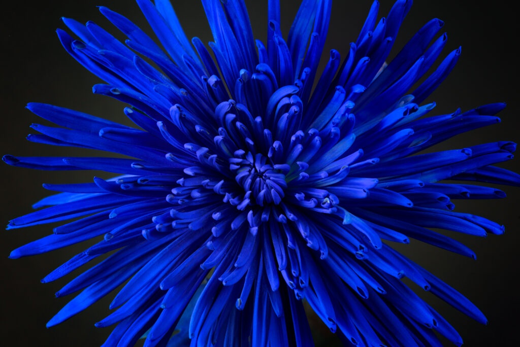 Stunning Blue Flower Close-Up Wallpaper - Intricate Petals & Bud