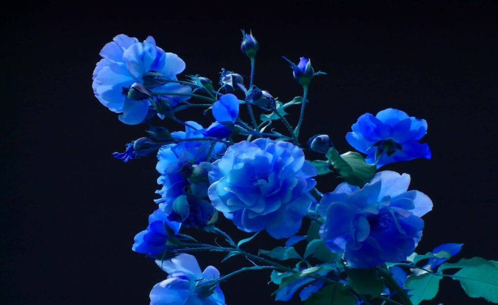 Vibrant Blue Flower Desktop Background on Dark Contrast Wallpaper