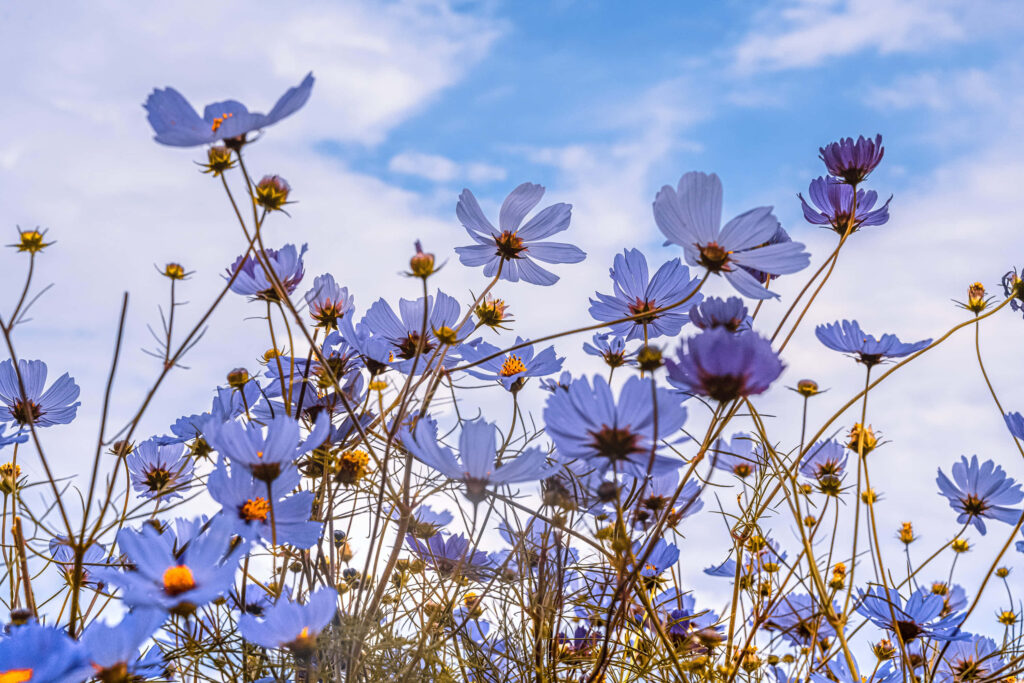 Vibrant Blue Flower Field Wallpaper | Serene Natural Beauty Background