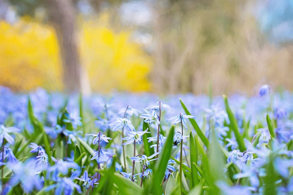 Vibrant blue flowers in lush green grass with soft motion blur peaceful spring wallpaper background
