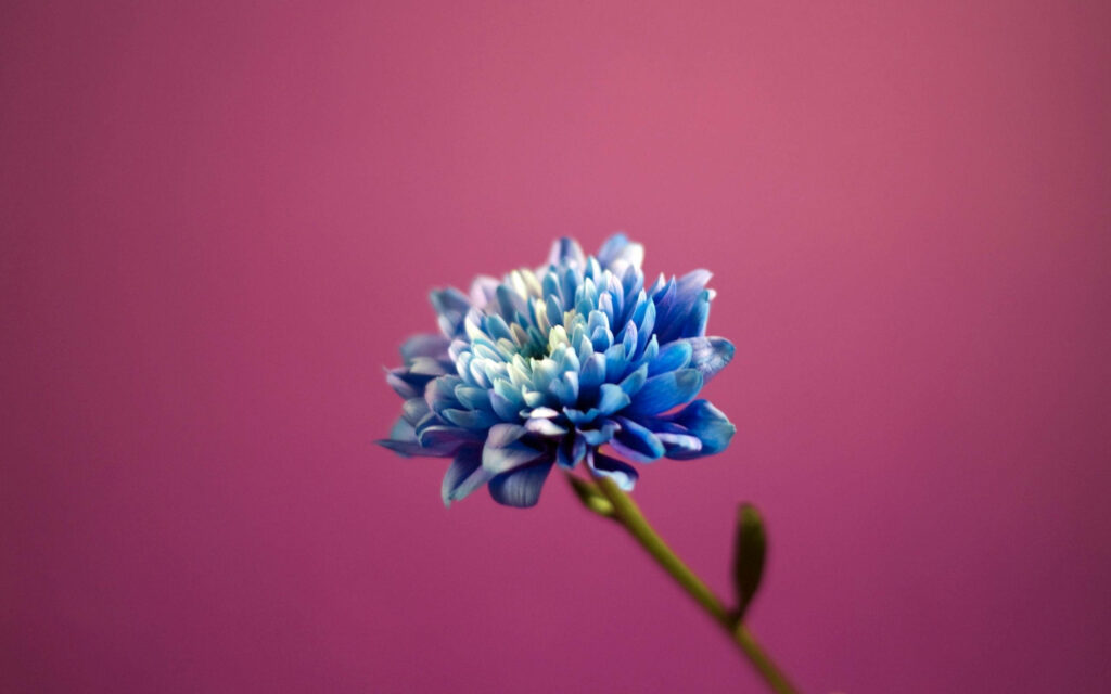 Vibrant Blue Flower Macro Wallpaper on Soft Pink Background