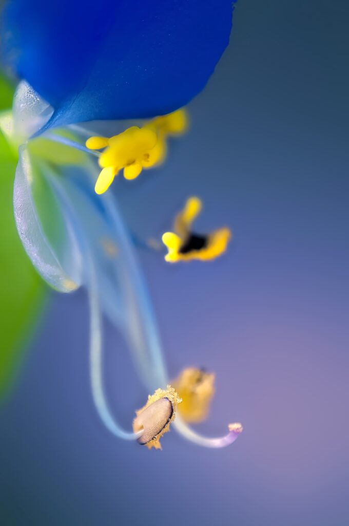 Vibrant Blue Flower Macro Wallpaper - Intricate Details & Soft Blur
