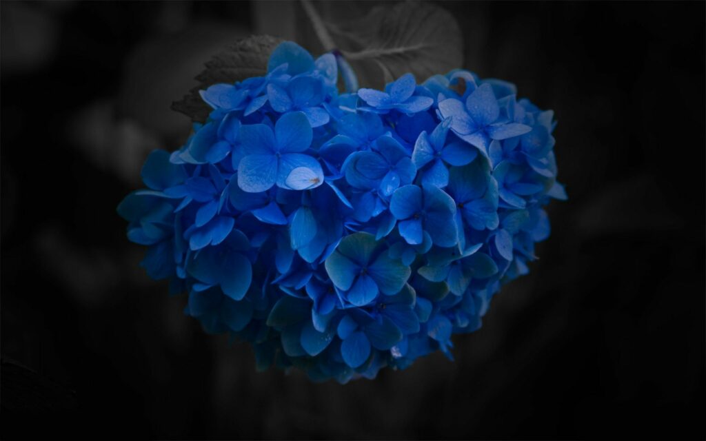Stunning Blue Flower Petals on Dark Background - Close-Up Wallpaper