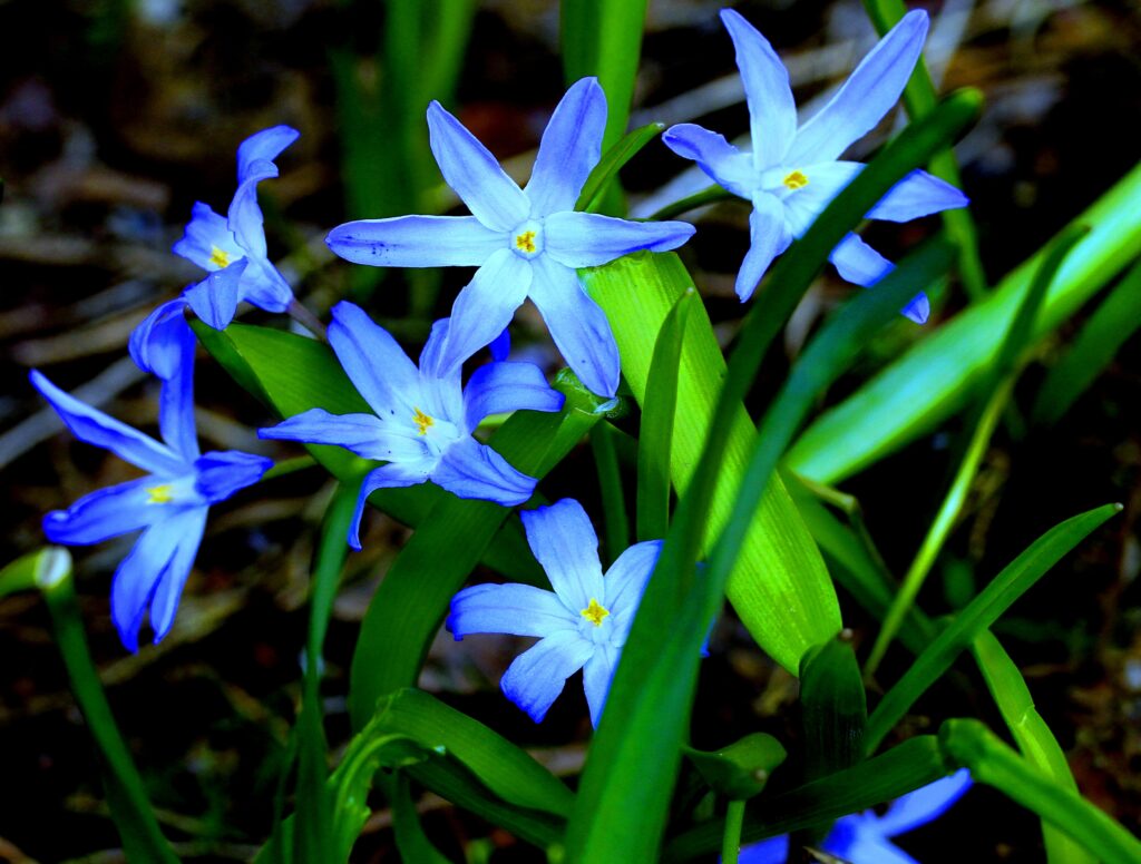 Vibrant Blue Flowers on Lush Green Grass - Nature Wallpaper
