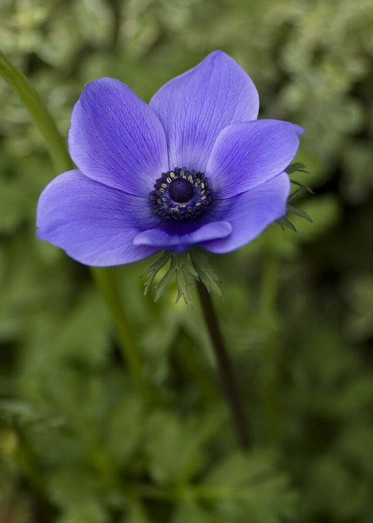 Vibrant Blue Flower Wallpaper with Dark Center & Lush Green Background