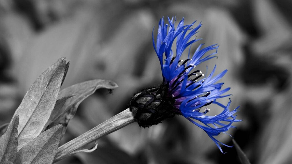 Vibrant Blue Flower Wallpaper: Stunning Monochrome Contrast