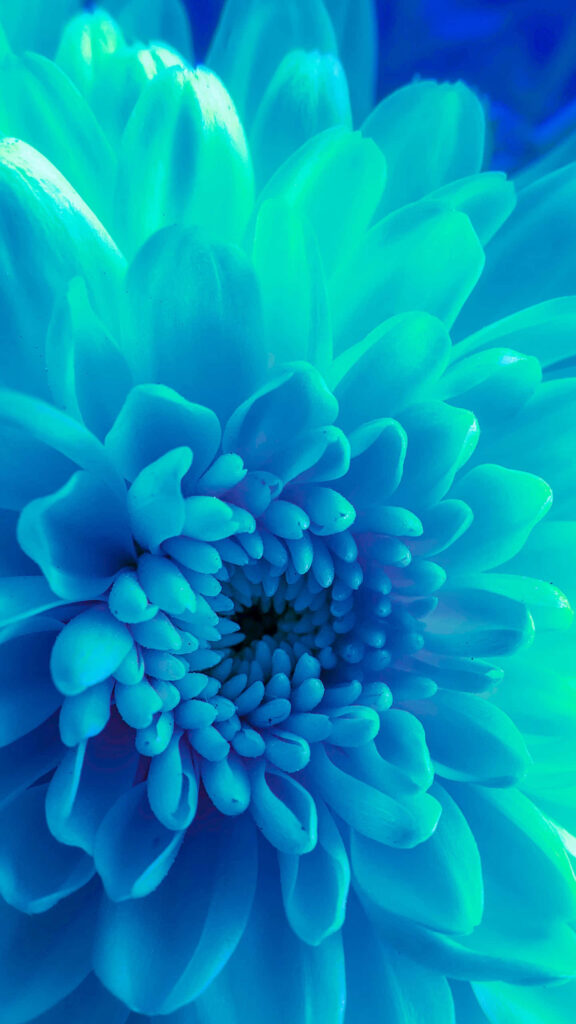Blue Flower Close-Up Wallpaper: Vibrant Floral Patterns Background