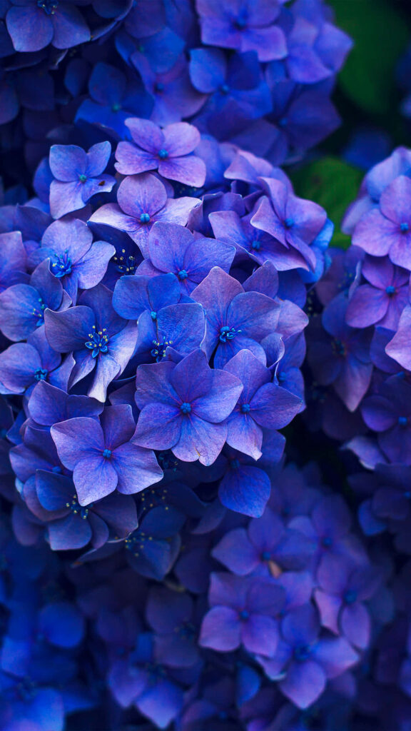 Vibrant Blue Flower Wallpaper: Serene Floral Background Art