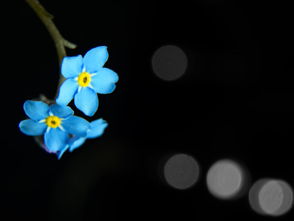Vibrant Blue Flowers: Macro Wallpaper on Dark Background