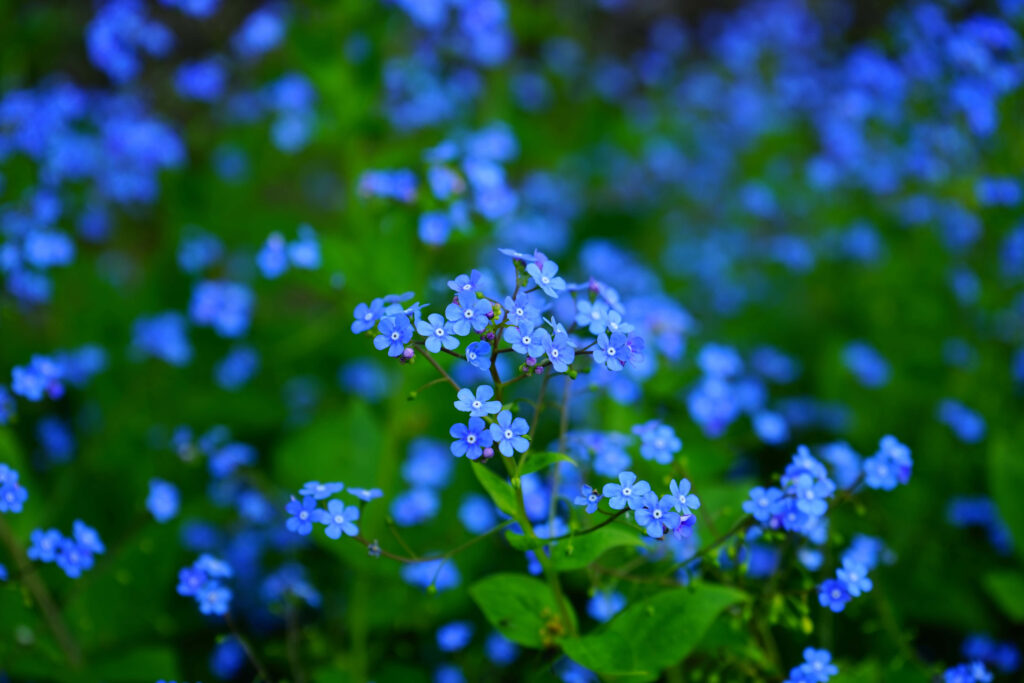 Serene Blue Flower Wallpaper: Lush Blooming Field Background