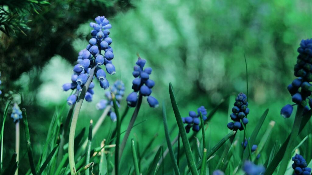 Vibrant Blue Flower Wallpaper Amidst Lush Green Grass