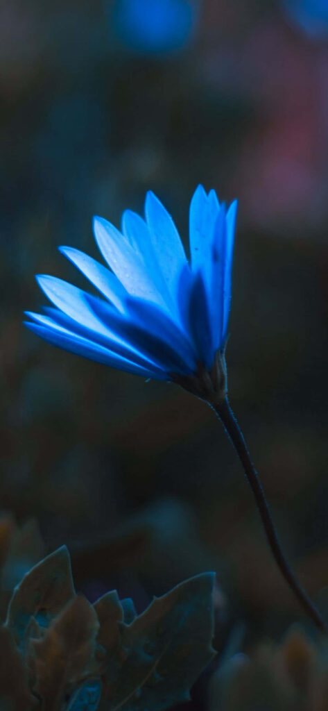 Vibrant Blue Flower Wallpaper Against Dark Blurred Background