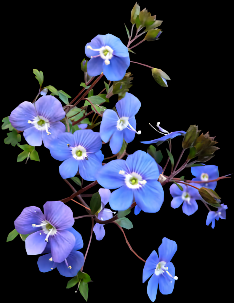 Vibrant Blue Flowers on Black Background - Striking Floral Wallpaper