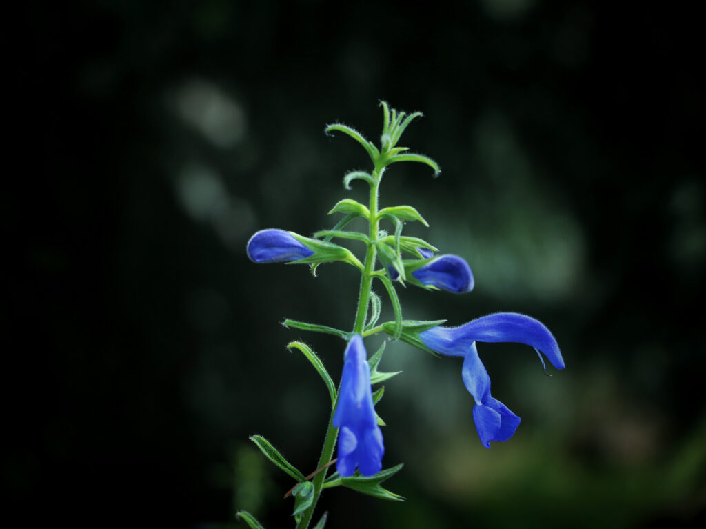 Vibrant Blue Flower Wallpaper on Dark Blurred Background