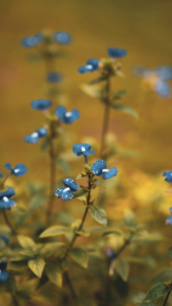 Close-Up Macro of Vibrant Blue Flowers with Dew Drops Background Wallpaper