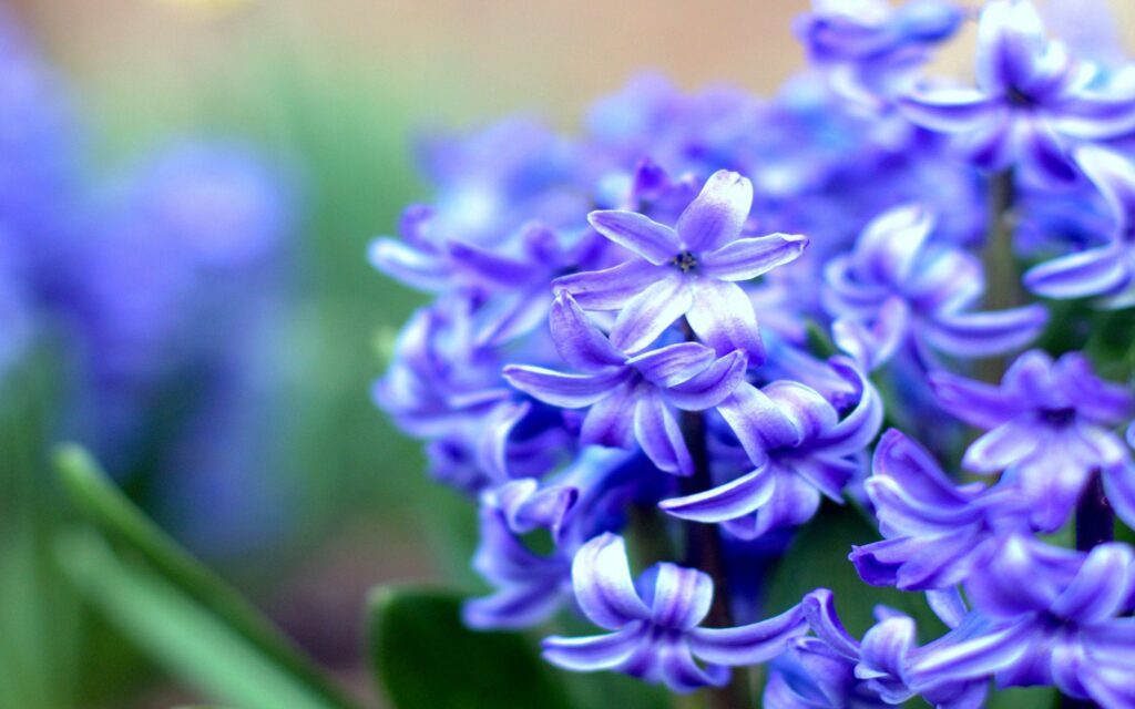 Vibrant Blue Flower Wallpaper: Serene Background with Green Leaves
