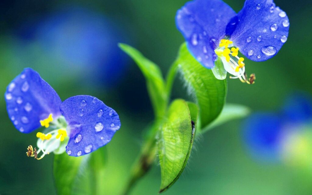Delicate Blue Flower Wallpaper with Water Droplets and Greenery