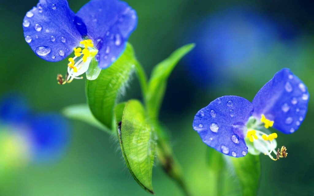 Delicate Blue Flower Wallpaper with Water Droplets on Green Background