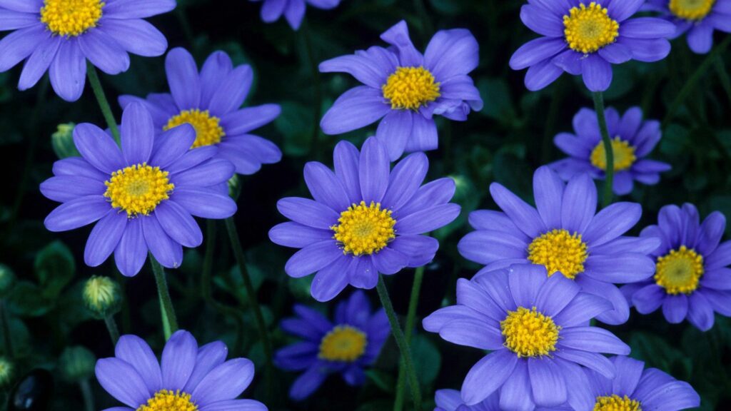 Close-Up of Vibrant Blue Flowers & Yellow Pollen - 1920x1080 Wallpaper