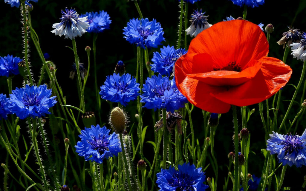 Vibrant Blue Flower Wallpaper with Striking Orange Poppy Background
