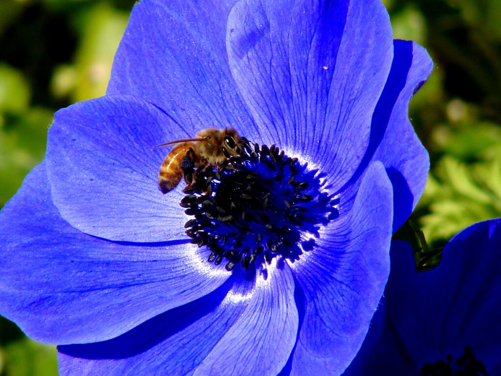 Stunning Blue Flower & Bee Close-Up - Nature Wallpaper Background