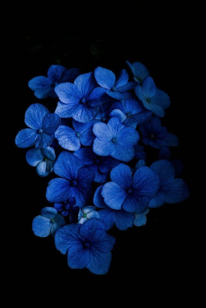 Vibrant Blue Flowers Stand Out Against Dark Mysterious Background Wallpaper