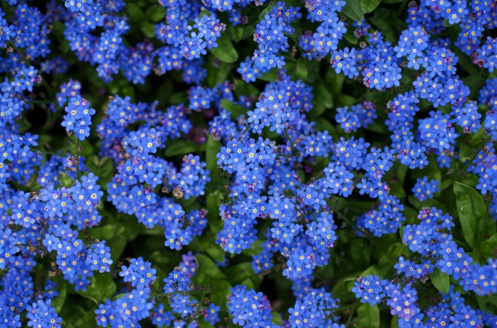 Vibrant Blue Forget-Me-Nots Wallpaper on Lush Green Background