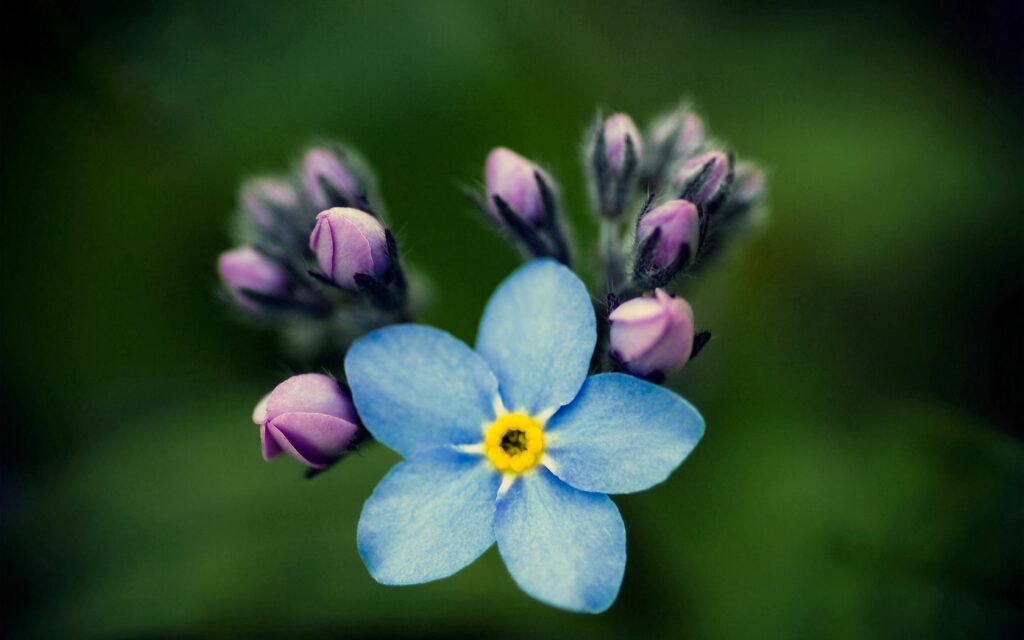 Vibrant Blue Nezabudka Flower Wallpaper with Purple Buds