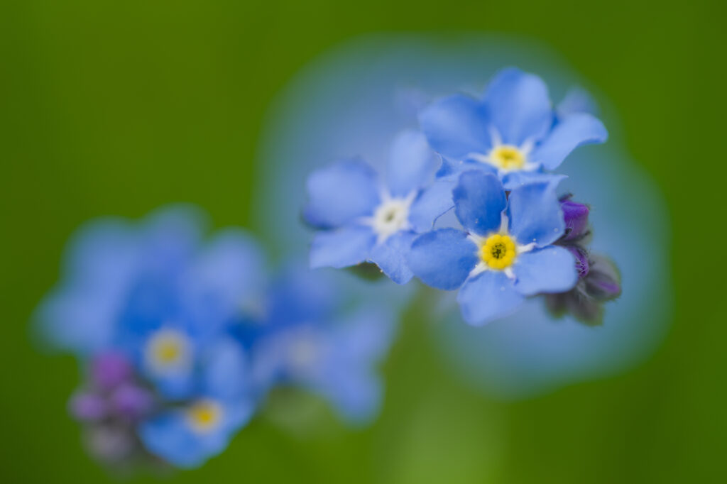 Vibrant Blue Forget-Me-Not Flowers Macro Wallpaper - Soft Green Background