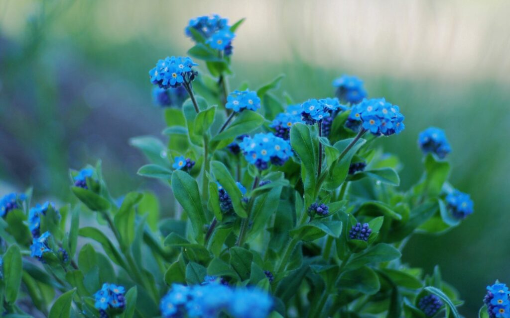 Vibrant Blue Forget-Me-Not Flowers on Lush Green Background Wallpaper