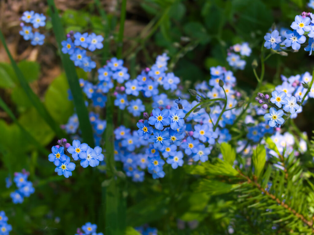 Vibrant Blue Forget-Me-Not Flowers Wallpaper - Nature's Beauty
