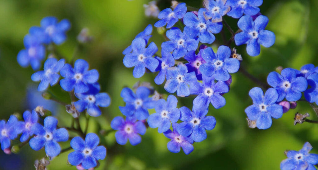 Vibrant Blue Forget-Me-Not Wallpaper on Lush Green Background