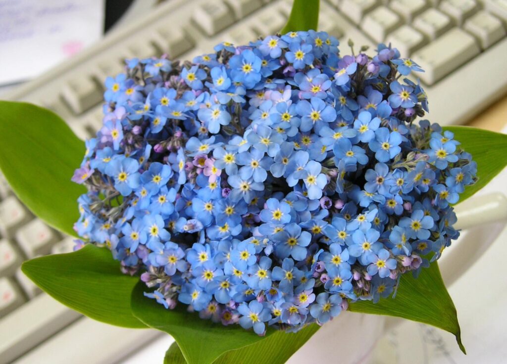 Vibrant Blue Forget-Me-Nots on Keyboard: Nature Meets Technology Wallpaper