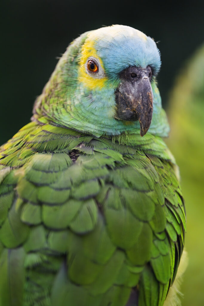Vibrant Blue-Fronted Amazon Parrot Close-Up Wallpaper Background