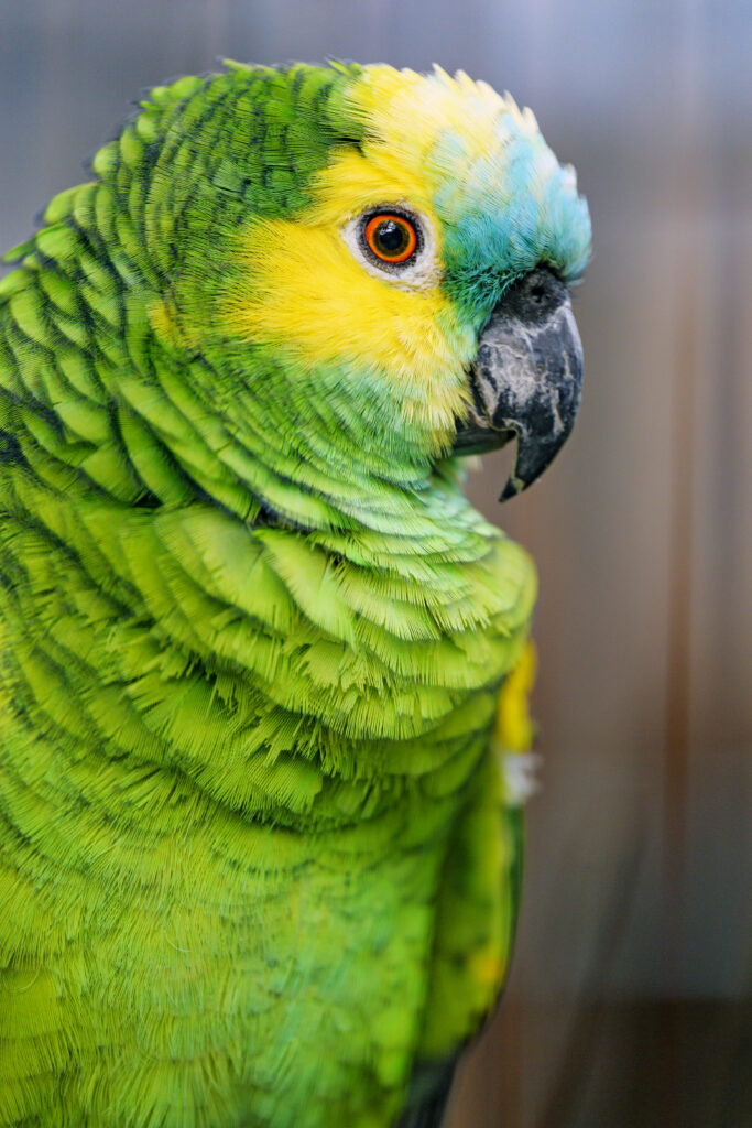 Vibrant Blue-Fronted Amazon Parrot Wallpaper: Colorful Plumage