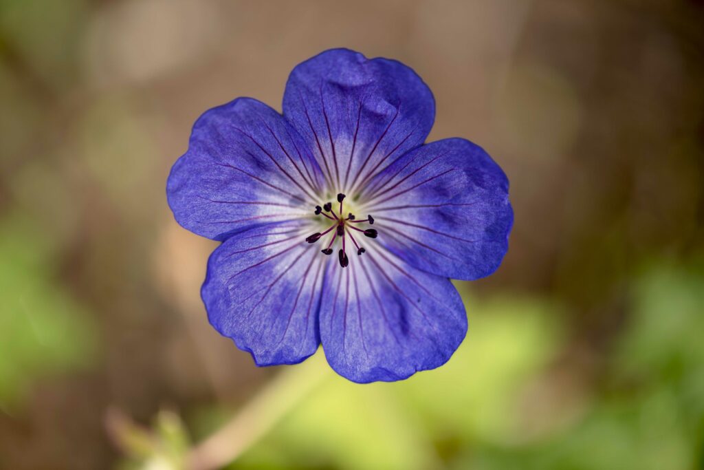 Stunning Blue Geranium Close-Up Wallpaper: Delicate Petals & Pollen
