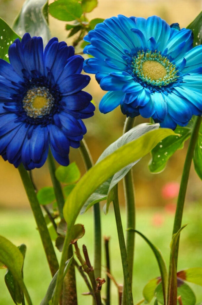 Vibrant Blue Gerberas on Lush Green Background - Stunning Floral Wallpaper